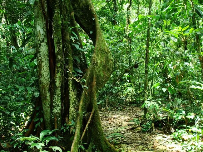 La selva o región amazónica ~ Ciencia Geográfica