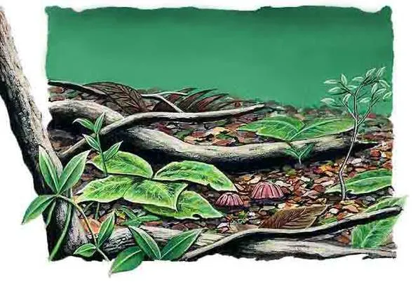 Selva Tropical - Monografias.com