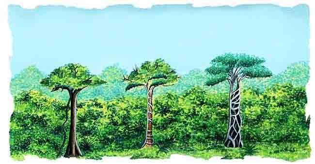 Selva Tropical (página 2) - Monografias.com