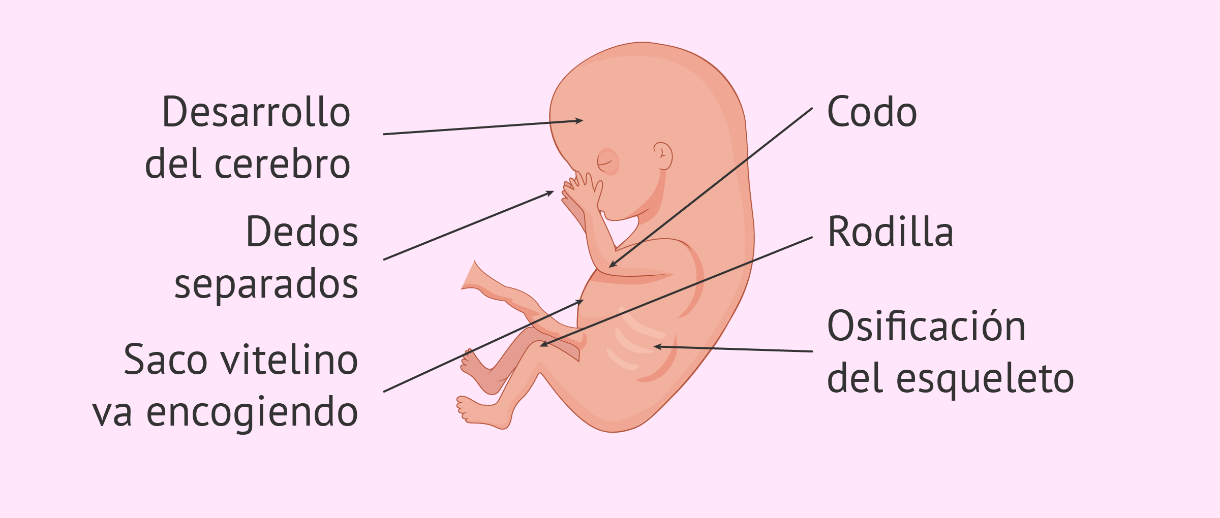 Semana 10 de embarazo