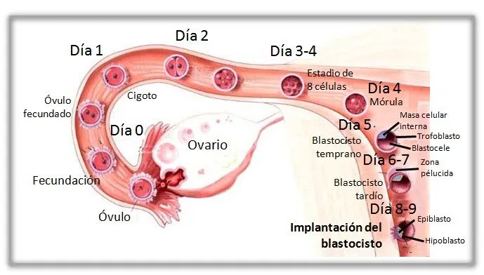 3 tercera semana de embarazo