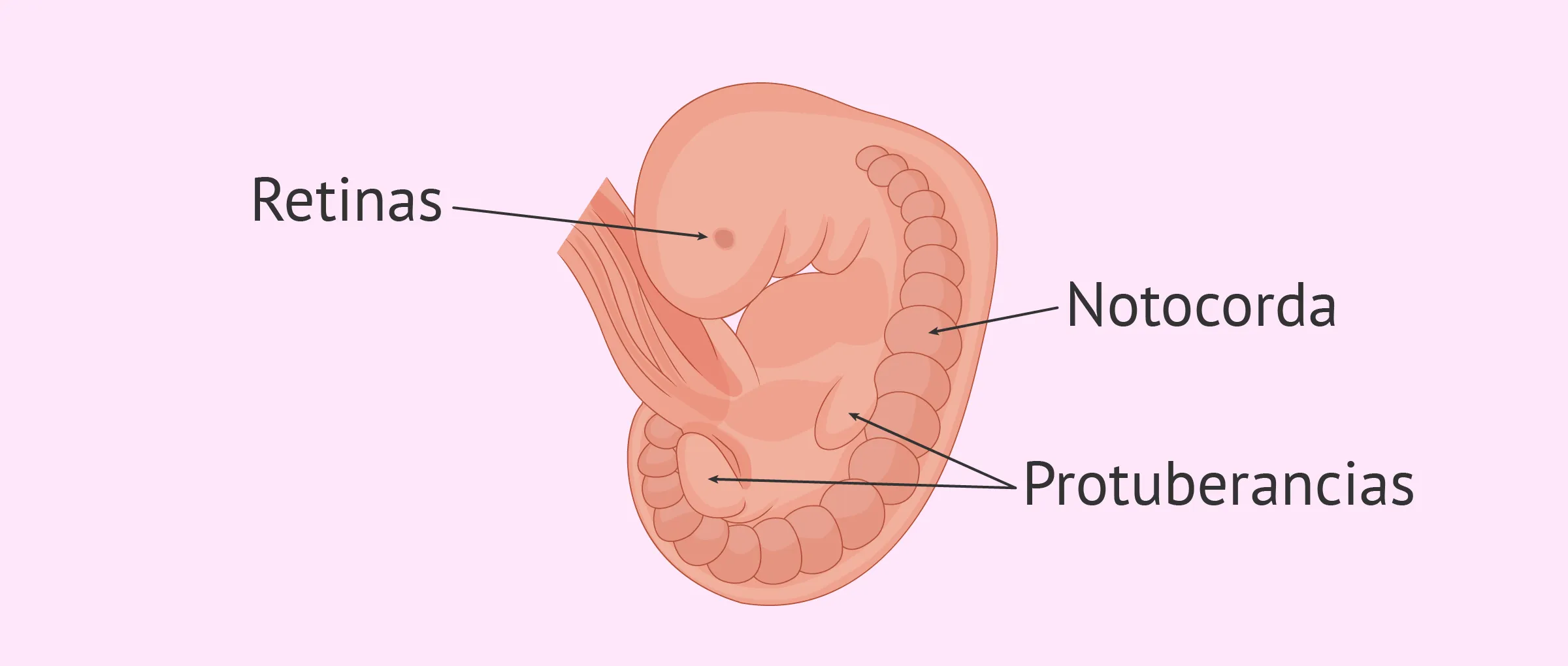 Semana 5 de embarazo: desarrollo del bebé y síntomas en la madre