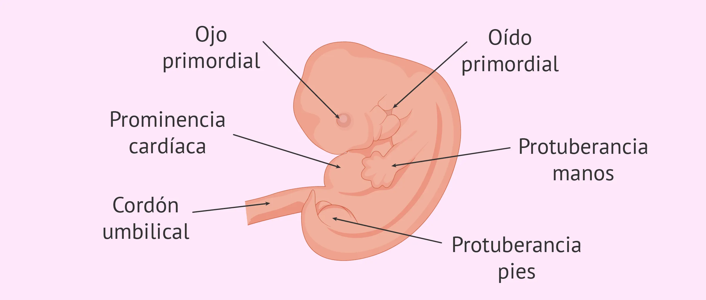 Semana 6 de embarazo: evolución del embrión y síntomas