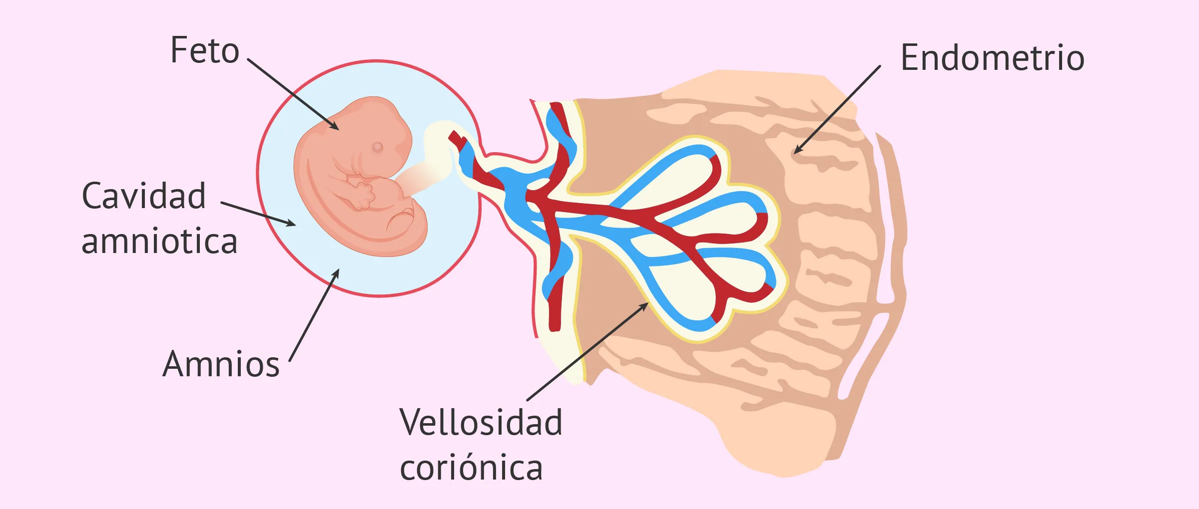 Semana 4 de embarazo: implantación del embrión en el útero