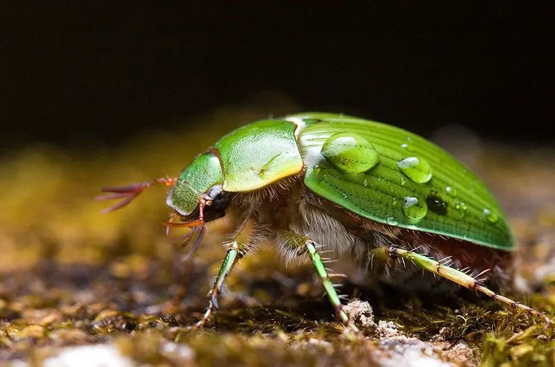 SEMBRANDO FUTURO-Imágenes: IMAGENES VERDES