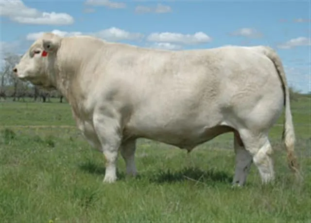 Sementales Charolais - Mezquite Genetics