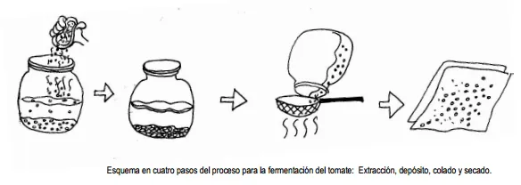 Las semillas: manual de instrucciones | ECOagricultor