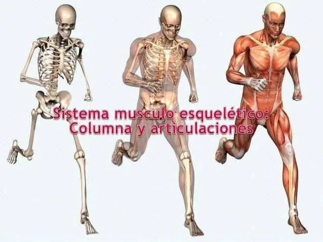 Semiologia medica: Sistema musculo esquelético