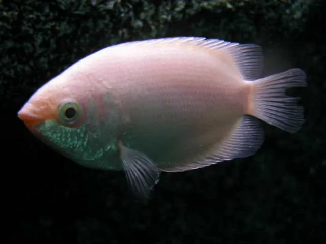  es el mas sencillo de los vertebrados la mayoria de los peces ...