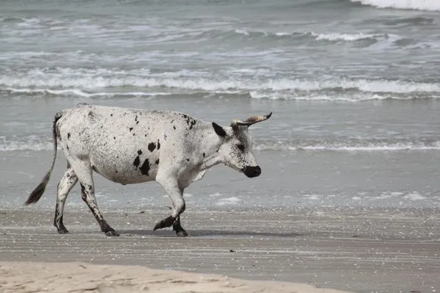 Senegal | Cuando el mundo se hace grande