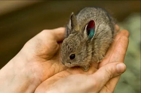 El Señor Conejo: El conejo más pequeño del mundo