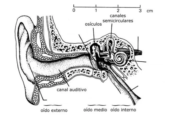 Partes del oido sin nombres - Imagui