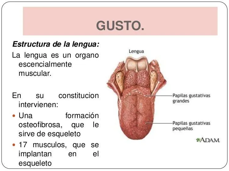Sentido del gusto y olfato