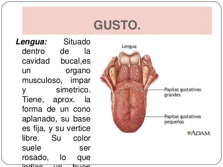 Sentido del gusto y olfato