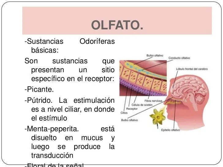 Sentido del gusto y olfato