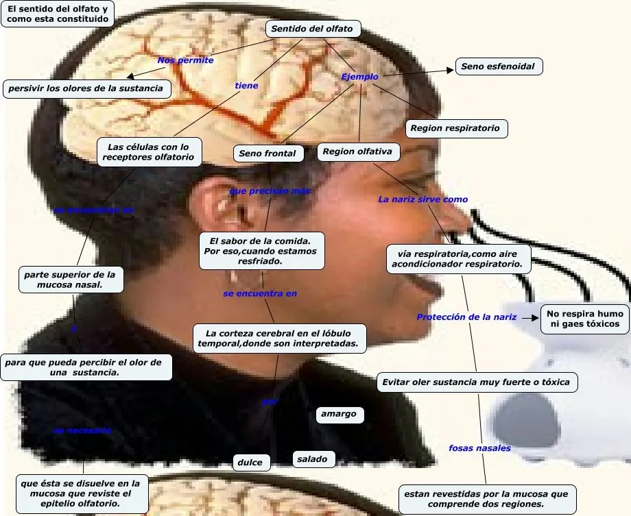 El Sentido del Olfato | Ciencias Naturales Online