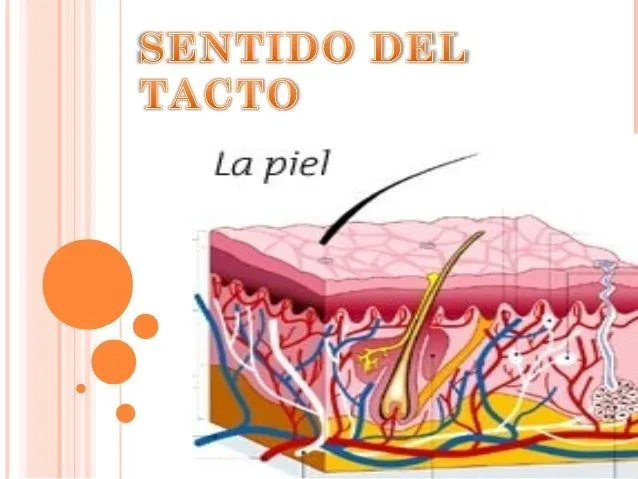 Sentido del tacto