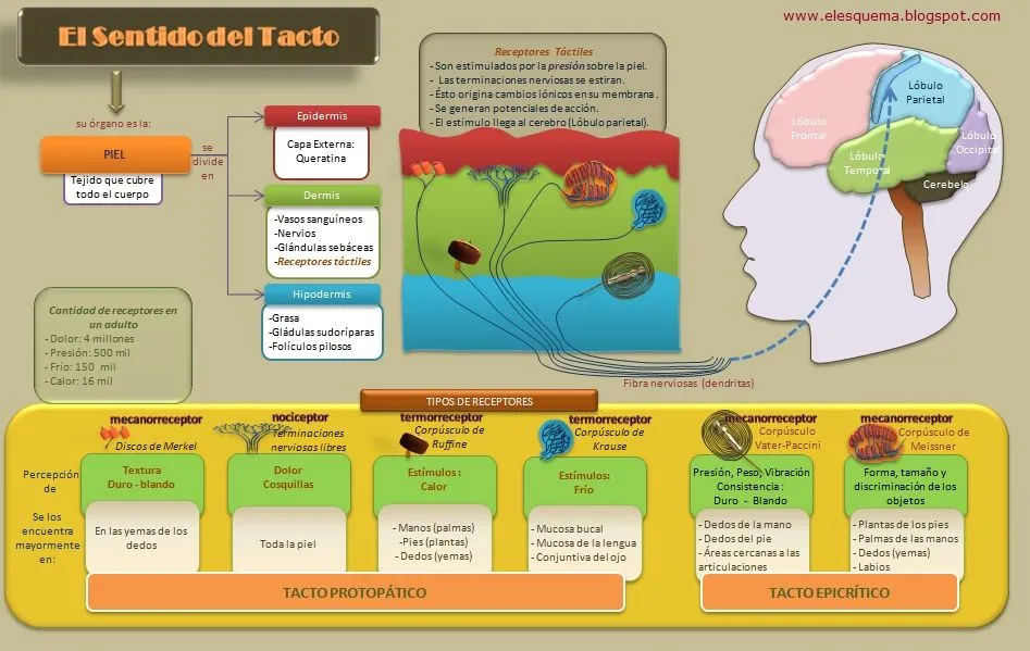 El Sentido del Tacto | Esquemas, diagramas, gráficos y mapas ...