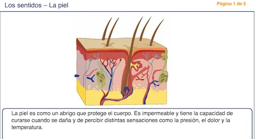 Sentido del tacto imagenes - Imagui