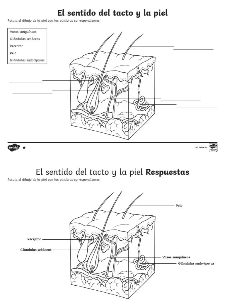 Sentido TACTO | PDF | Piel | Medicina Veterinaria