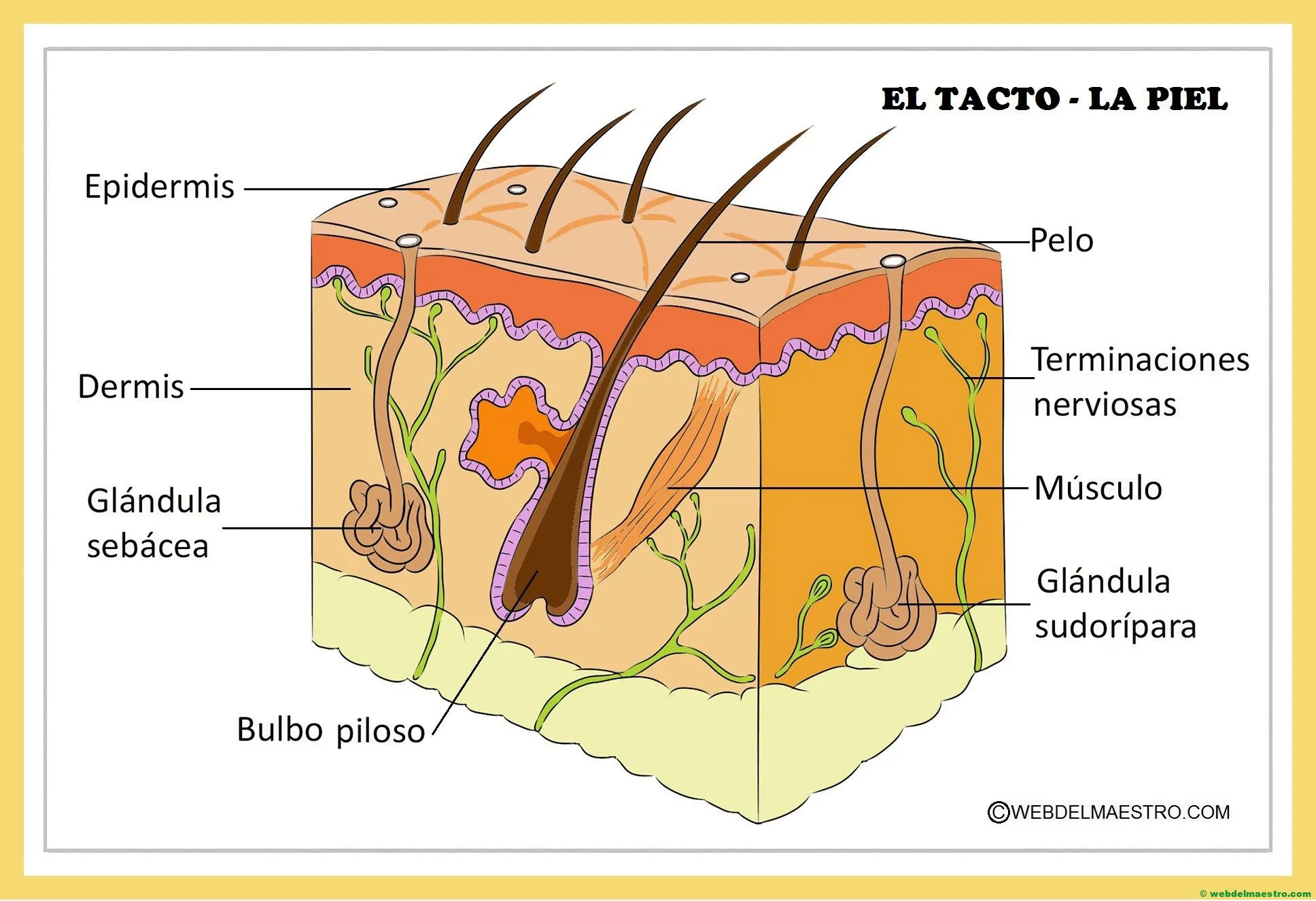 El sentido del tacto - Web del maestro