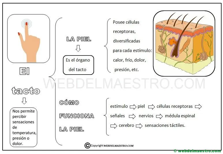 El sentido del tacto - Web del maestro