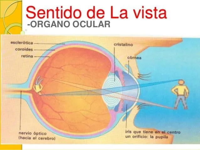 Sentido de la vista y enfermedades de la vista