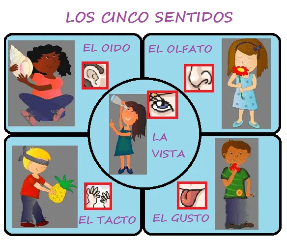 Los sentidos y sus funciones para niños - Imagui