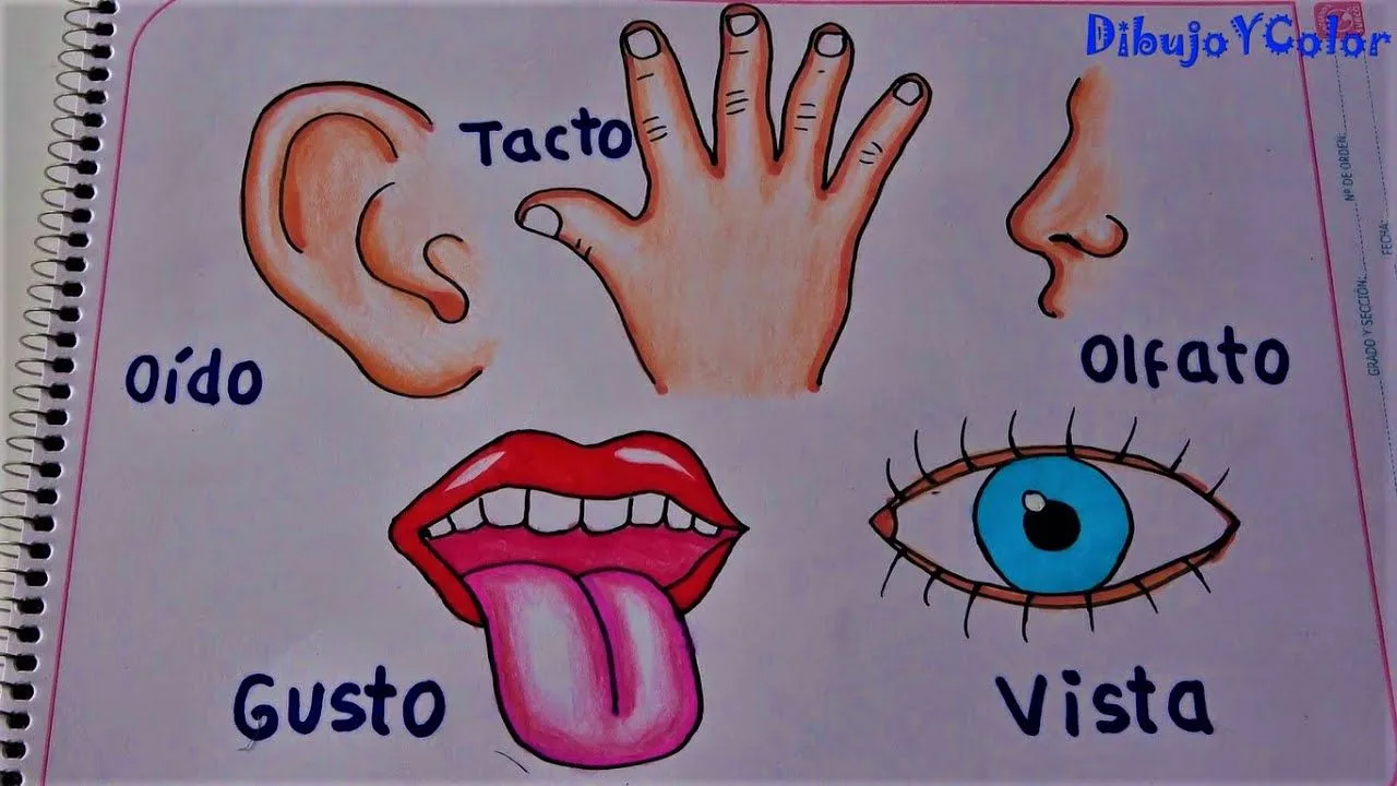 Los 5 sentidos y sus órganos/ the 5 senses and their organs/ Dibujo y color  - YouTube