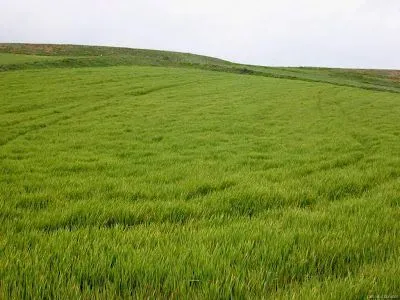 sentidos paralelos: Verdes são os campos