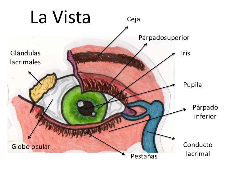 Los 5 sentidos- Partes y funciones