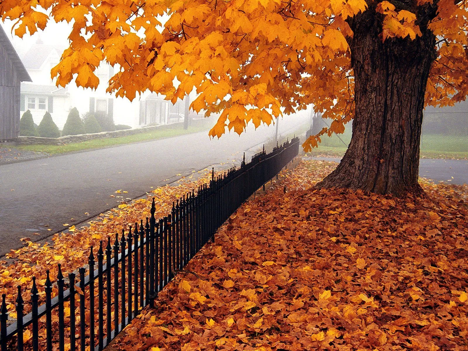 SENTIMIENTO EN POESÍA: LIRA VI .. OTOÑO