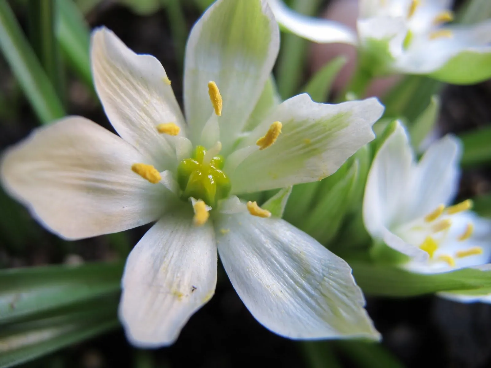 Sentir con Flores de Bach: Resistencias