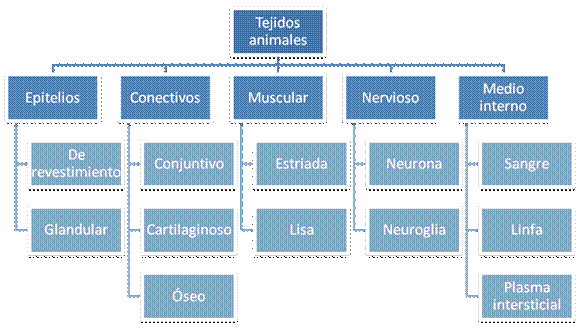 Los seres pluricelulares. Diversidad y clasificación. 1º bachiller ...