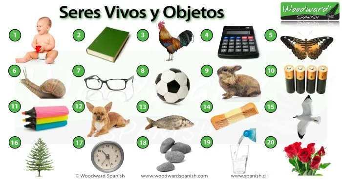 Seres Vivos y Objetos - Juego de ciencias naturales (1º Básico ...