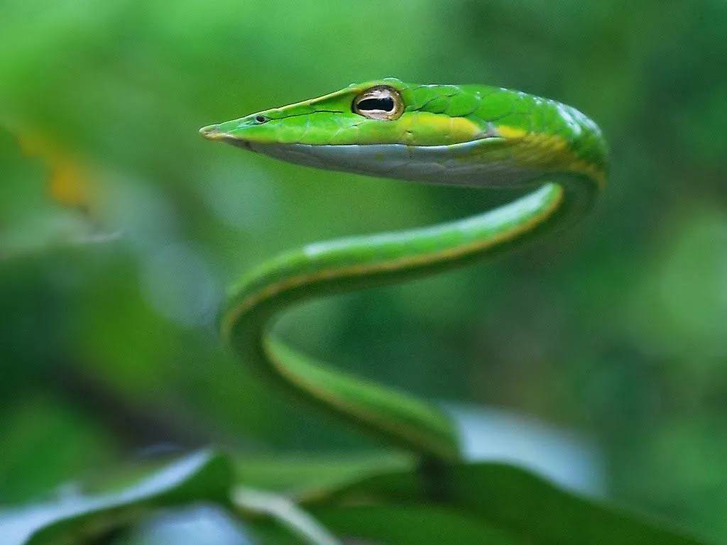 Serpiente látigo nariguda (Ahaetulla nasuta) ~ Naturaleza Insólita