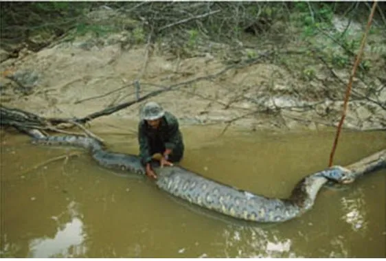 Las serpientes constrictoras (página 2) - Monografias.