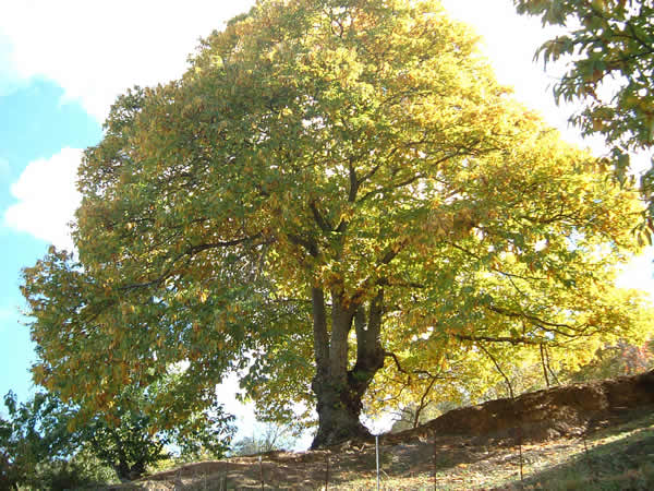 La Serranía Natural » árbol cultivado en el Valle del Genal