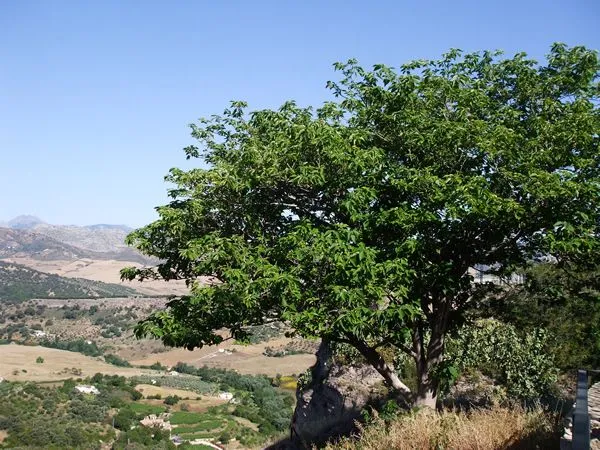 La Serranía Natural » árbol del papel