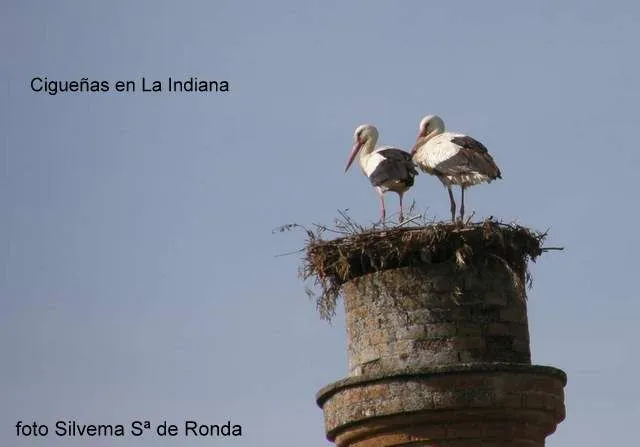 La Serranía Natural » Cigueñas en Andalucía