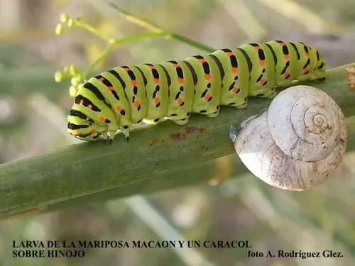 La Serranía Natural » larva de mariposa macaon