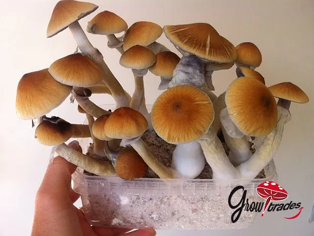 setas alucinógenas | Growtrades