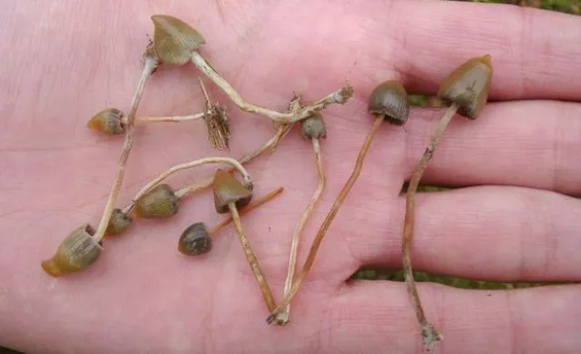 Setas alucinógenas. | Qué.es