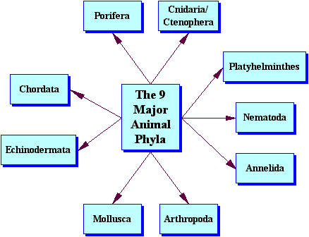 Seven Levels of Classification - Classification of Living Organisms