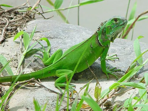 Como saber el sexo de las iguanas