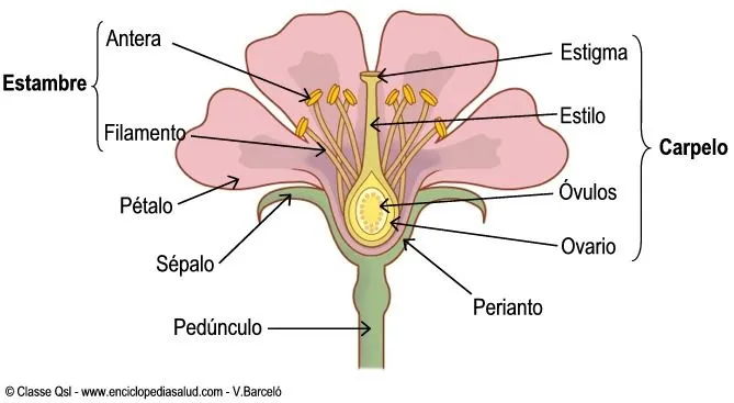 IMAGEN DE PARTES DE LA FLOR - Imagui