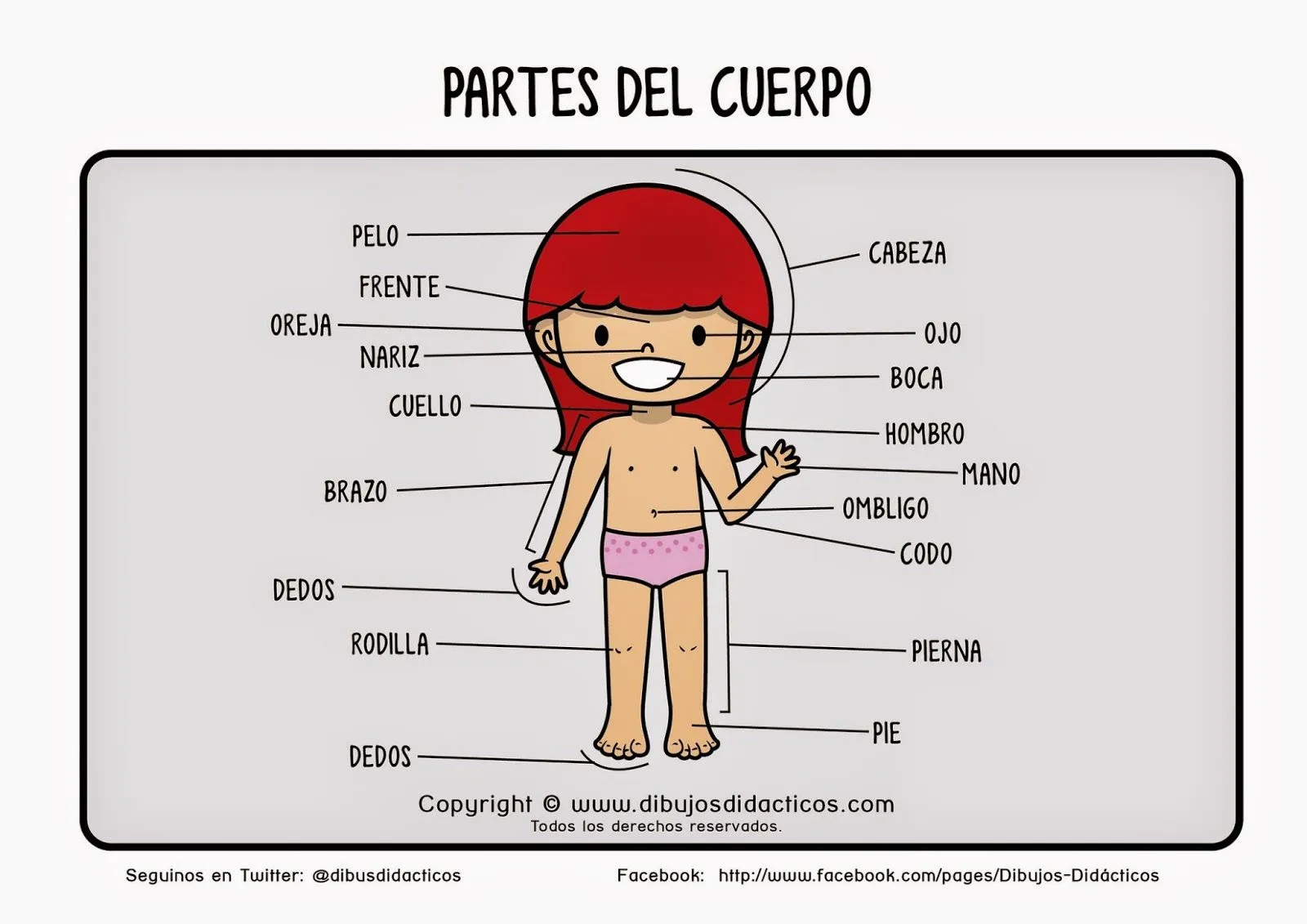 Partes del cuerpo humano en inglés y español con dibujo - Imagui