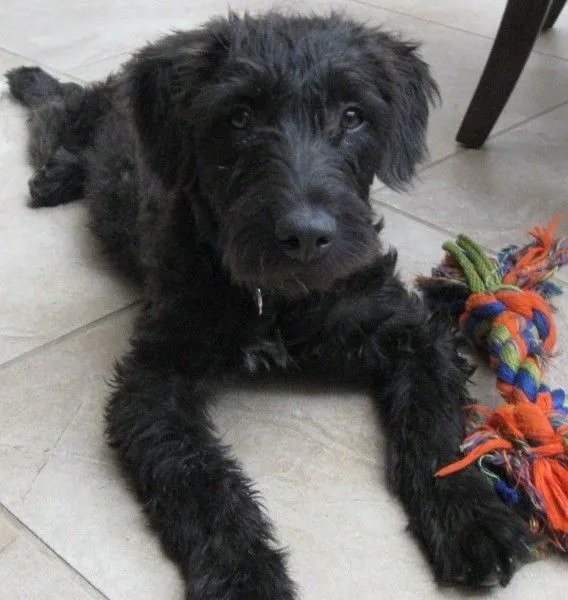 Shaggy - an american staffordshire terrier, miniature poodle mix ...