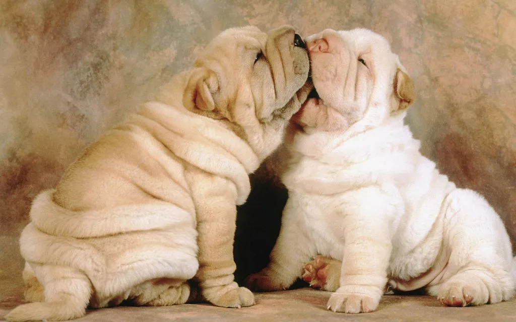 shar pei (2) | Cuidar de tu perro es facilisimo.