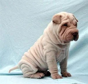 Shar Pei - 3DG